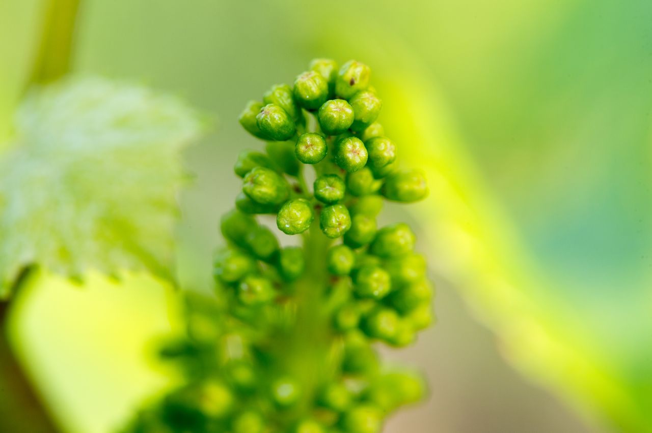 Vignoble Macro 7-Boutons floraux WER_9767